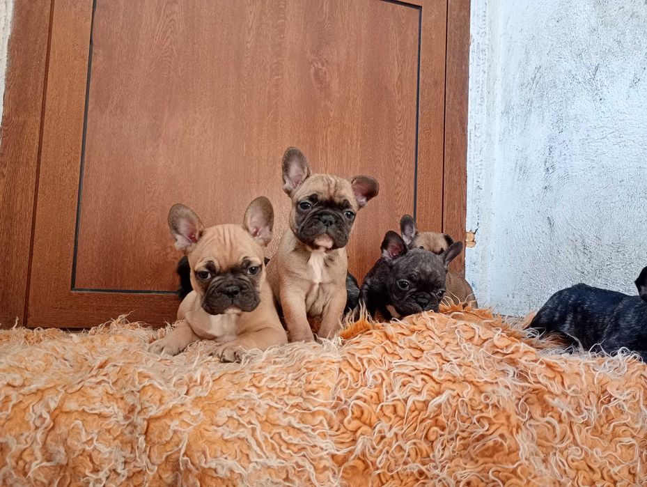 Френски булдог кученца