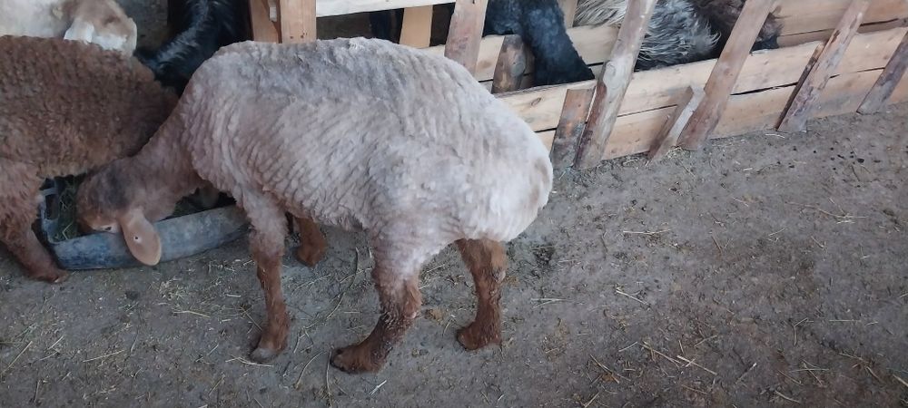 Қой сатылады семіз