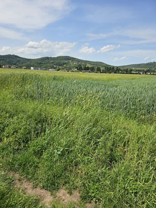 Teren intravilan