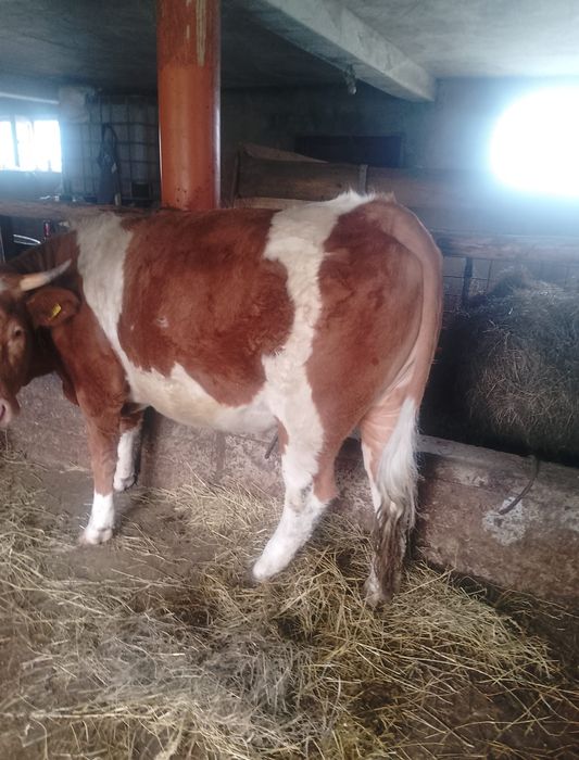 Vand vacă de abattoir.