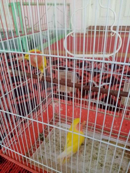 Toti qush hama yeri sog'lom lekin gapirmaydi