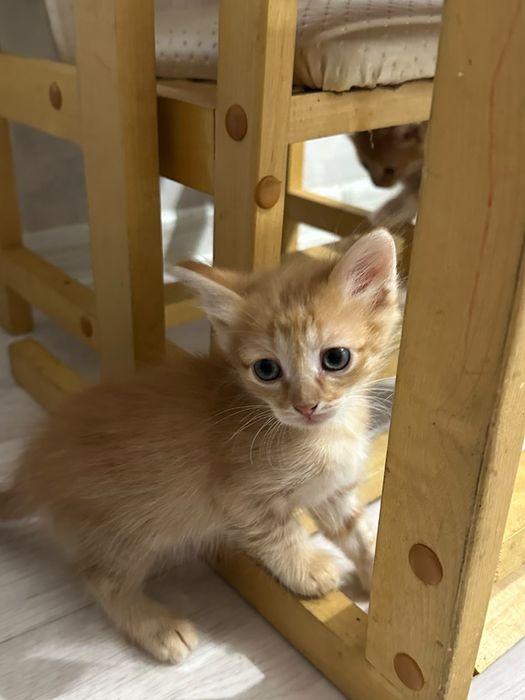 Отдам котят в добрые руки