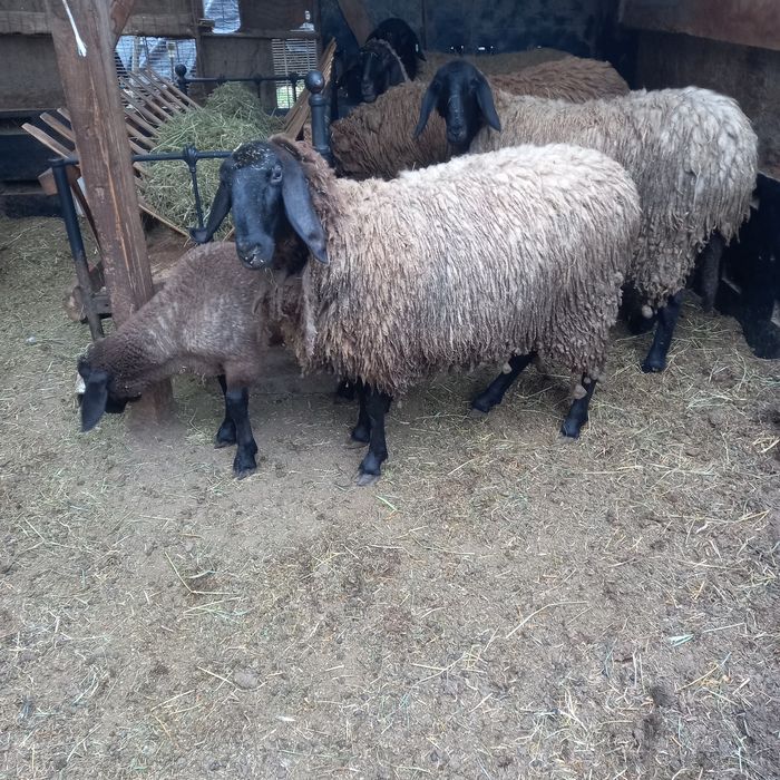 Carabașe bulgărești