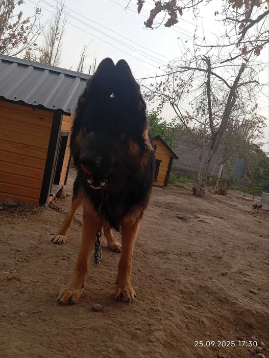 Немецкая овчарка Кобель на вязку! Не продаётся! It Ko‘paytirish uchun!