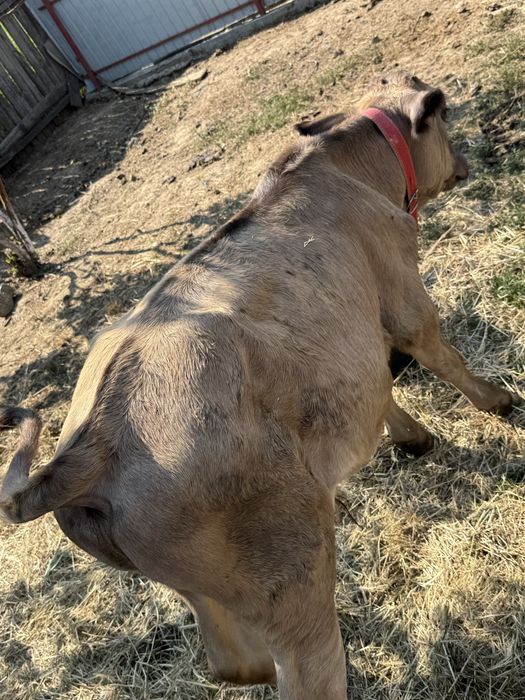 Vand lot de 2 vitele si 2 taurasi întarcati