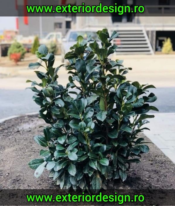 Plante ornamentale, spirale, pon pon, glob aurea/verde etc