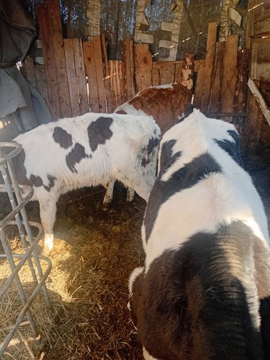 Vând 3 tăurași un belgian si doi bălțați