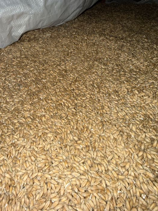 Cereale cultura 2025