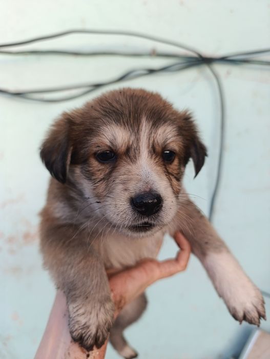 Щенки помесь с хаски