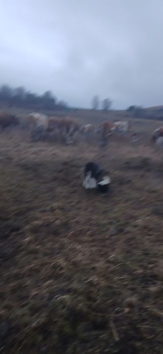 Vand vaci cu tot cu vitei