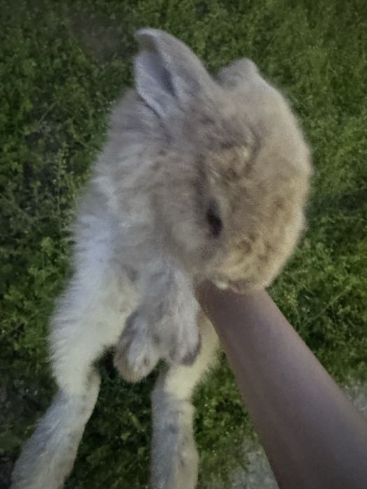 Quyon bor zottor donasi