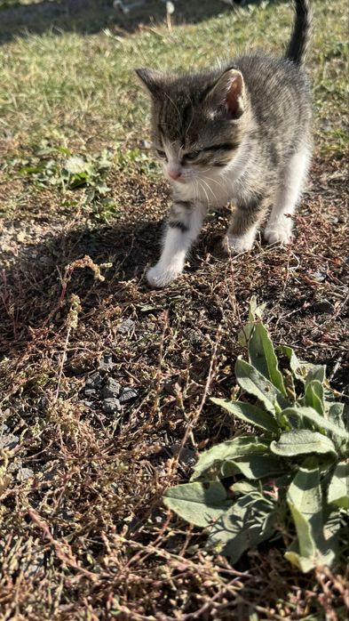 Отдам   Даром котят в хорошие руки