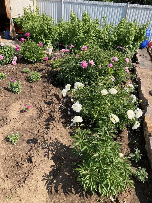 Дача в обществе СПП