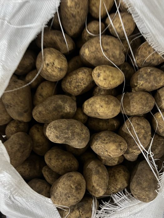 Картофель сорт гала оптом