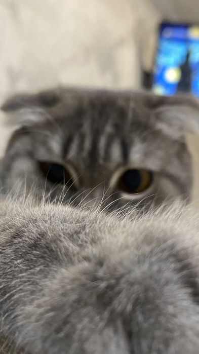 Шотландская вислоухая кошка