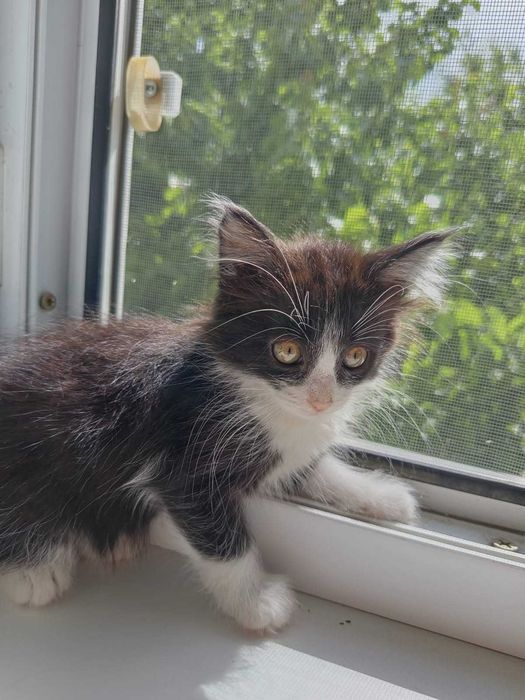 Котята бесплатно