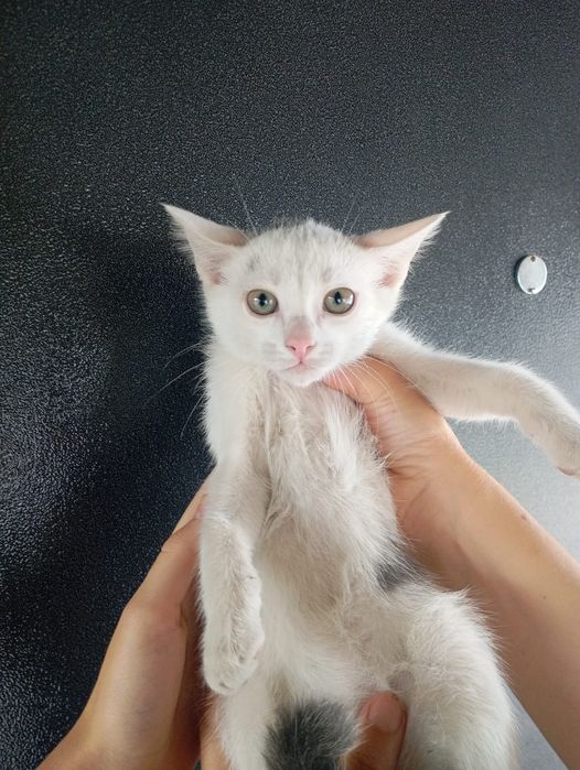 Отдадим котят в хорошие руки