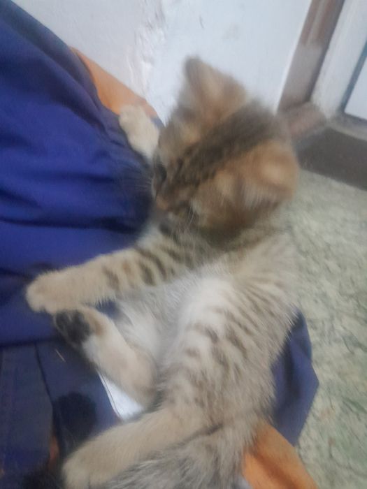 Котята)милые..шустрые