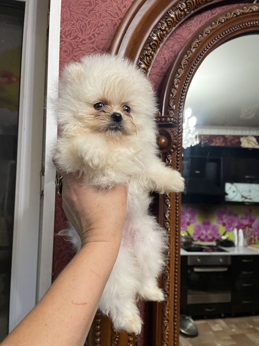 Щенки померанского шпица