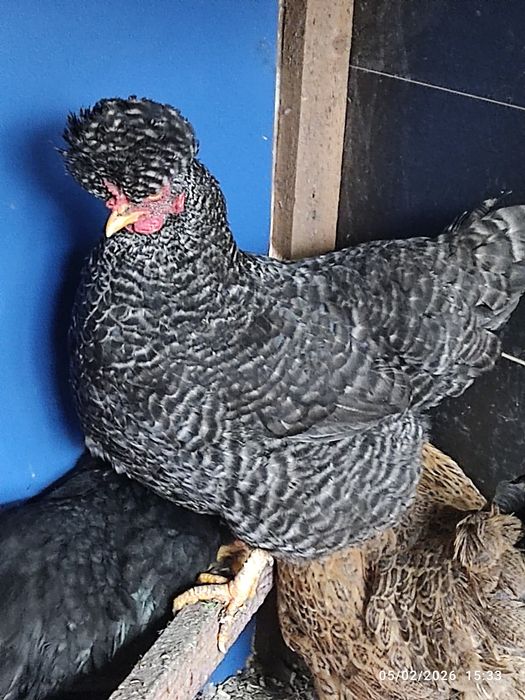 Vând ouă de conciate