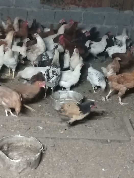 Продам домашних кур несушек этова года
