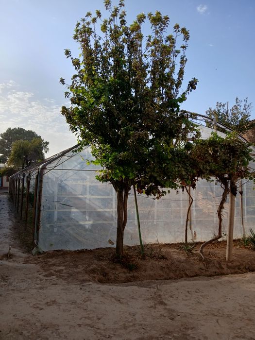 Termiz shahar Kattabog' mahallasi Navbaxor kóchasi 62 uy