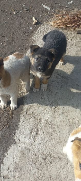 Отличные сторожевой щенки