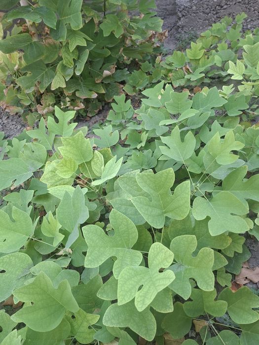 Лола дарахти; Тюльпановое дерево; Лириодендрон тюльпановое