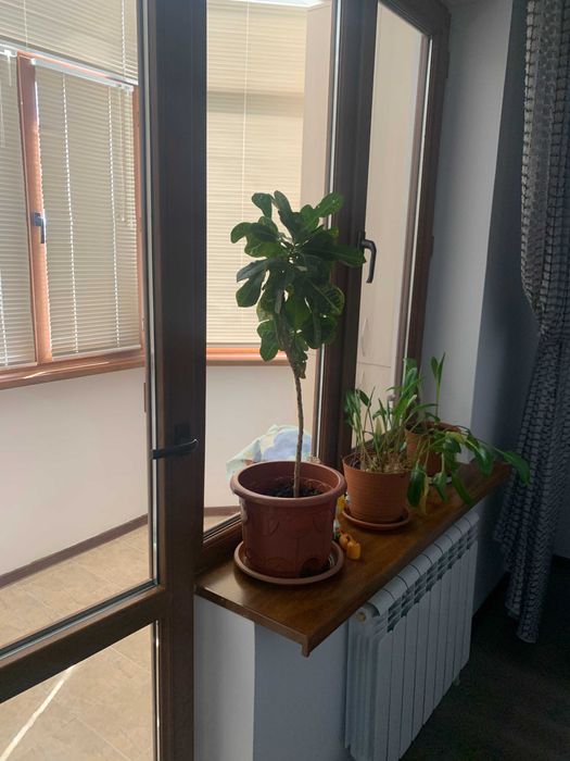 Комнатные растения