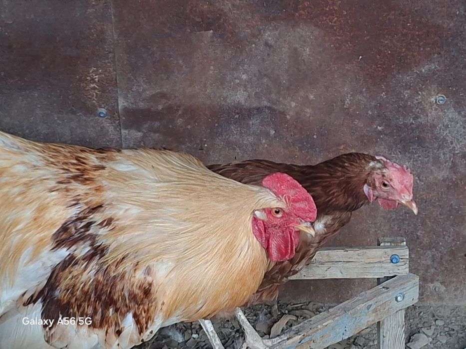 Срочно продам дёшево куру и петуха