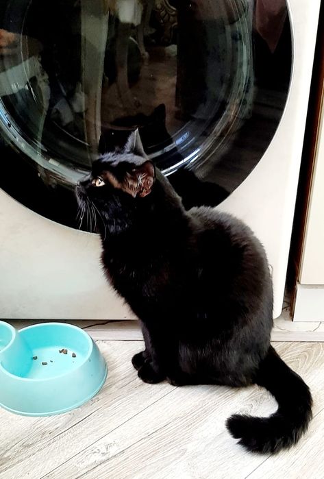 Отдам котика бесплатно