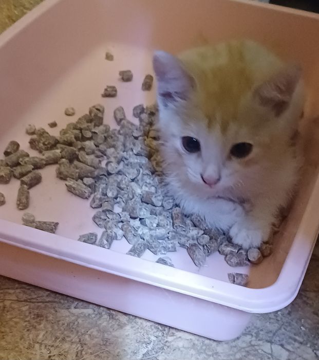 отдам в добрые руки котёнка