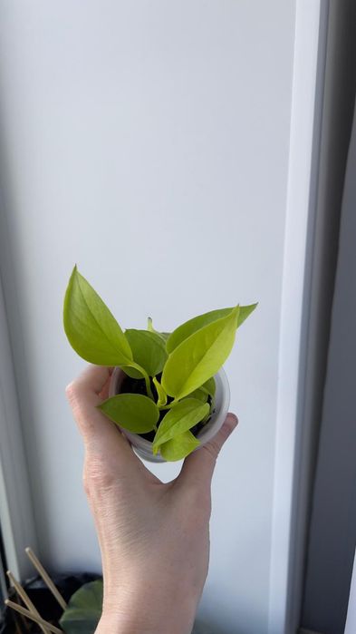 Неон лайм лиана неон