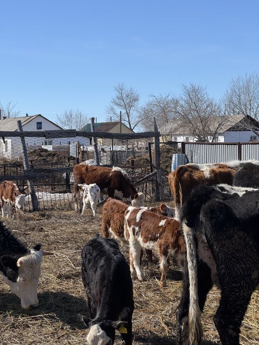 Продам коров с телятами