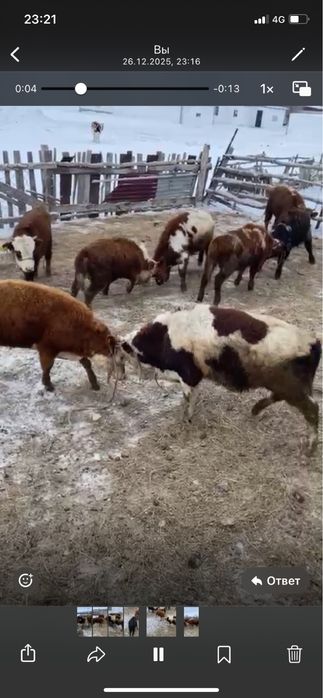 14 бас 1 жасар потсос бұқалар сатылады