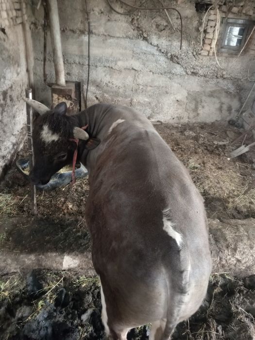 Продам быка на племя