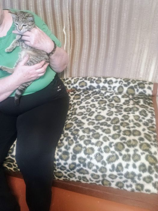 Отдам даром котят