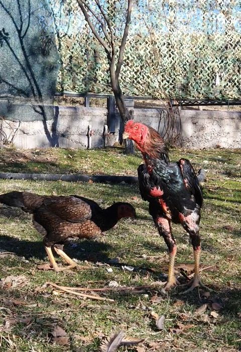 Туляк Қытай заты