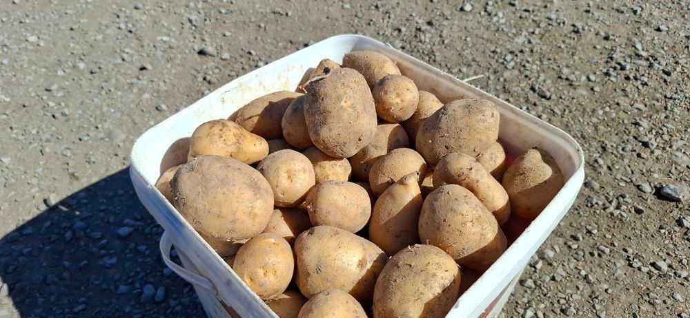 Картофи за консумация и семе