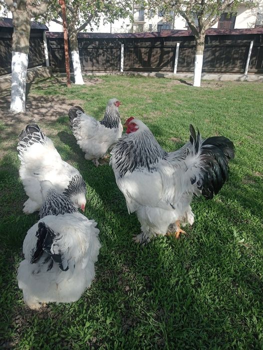 Cocoș Brahma Herminat