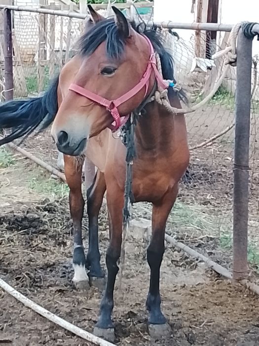 Продам кобылу байтал