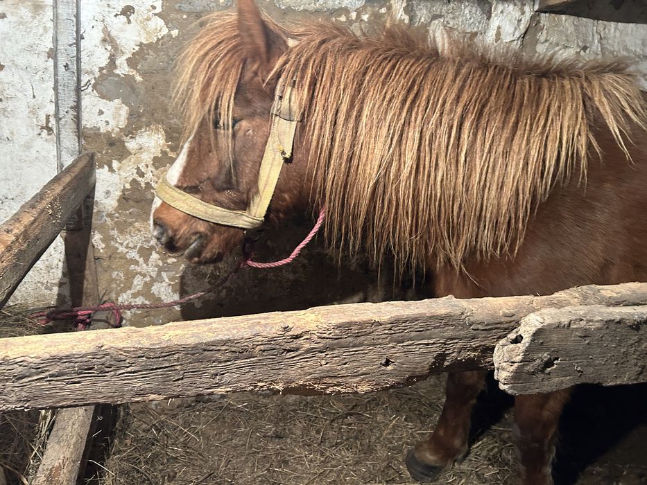 Продам кабылу