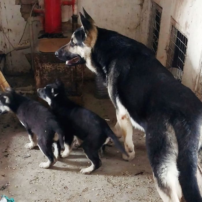 Восточно - европейские овчарки