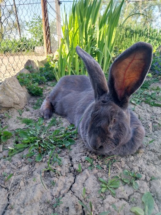 Vând iepuri uriaș albastru