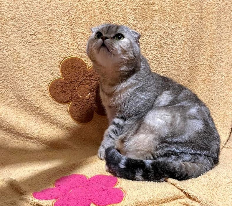 Шотландская кошечка вислоухая