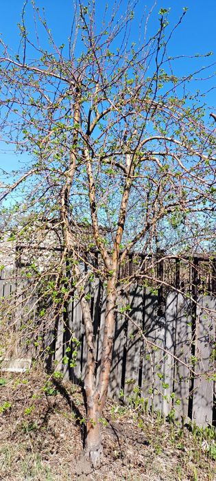 Дача Нефтяник 4 сотки