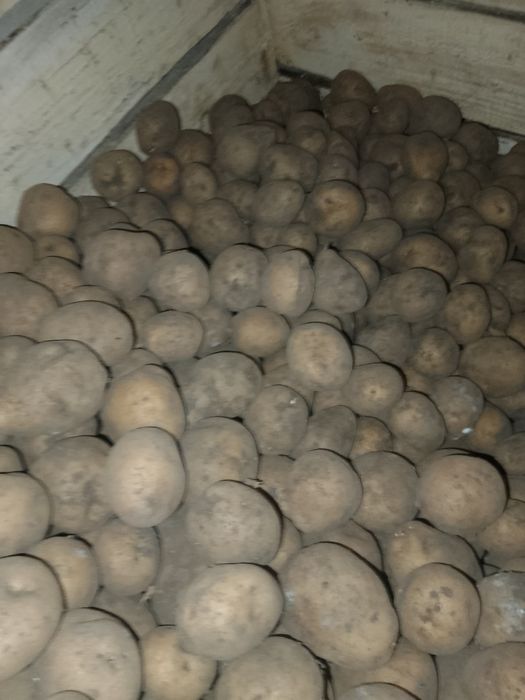 Продам картошку на посадку