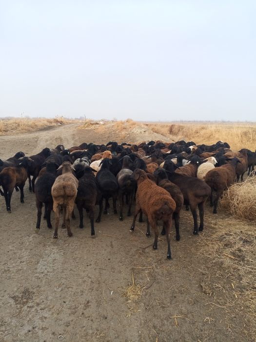 Bug'oz qo'ylar sotiladi