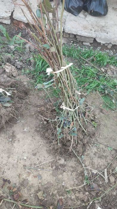 Ежавика кучатлари сотилади