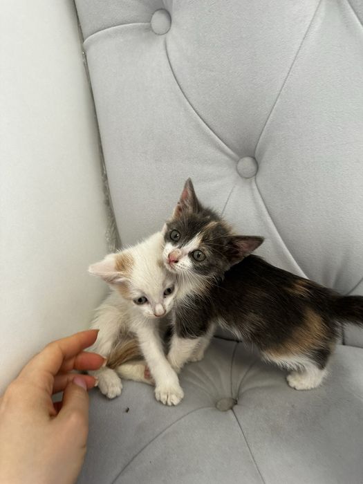 Отдам котят в добрые руки